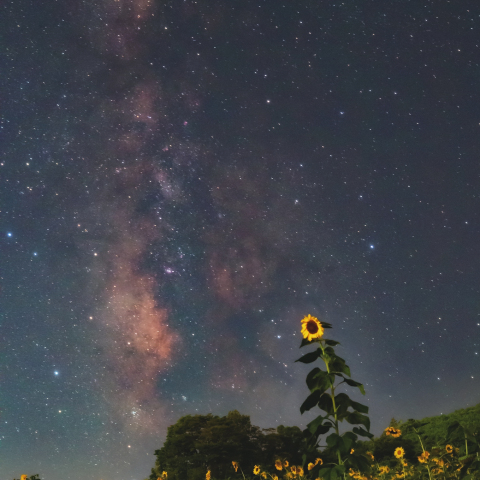 天の川とヒマワリ