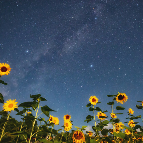 夏の大三角とヒマワリ