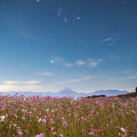 コスモス畑の上に輝くオリオン座
