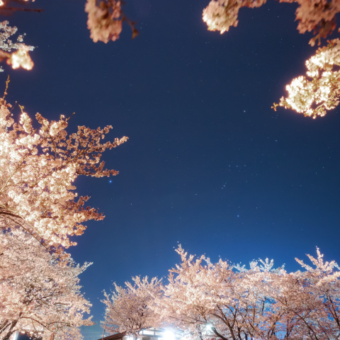 夜桜に囲まれるオリオン座