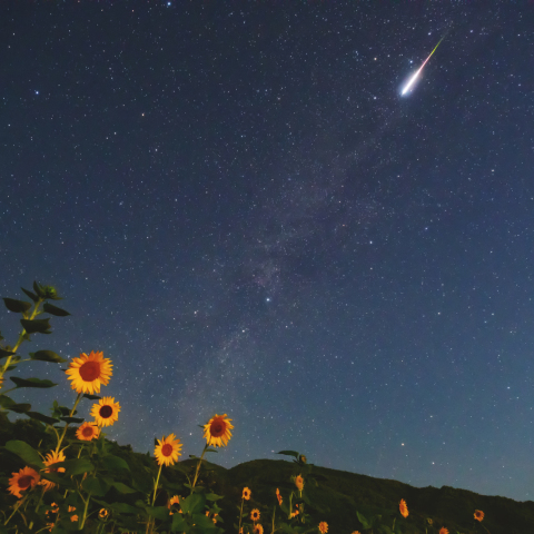 ヒマワリ畑の上に流れるペルセウス座流星群