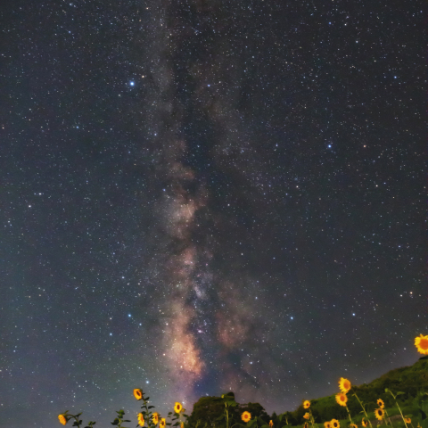 ひまわり畑の上に流れる夏銀河