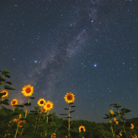 ひまわり畑の上に輝く夏の大三角
