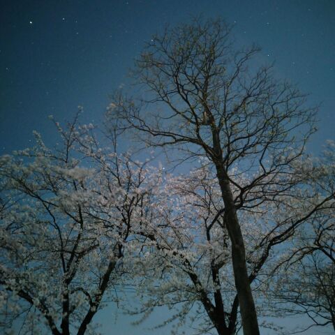 桜と春の大三角