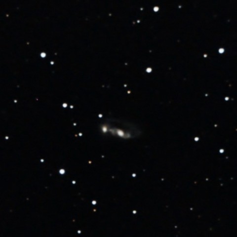 ARP81