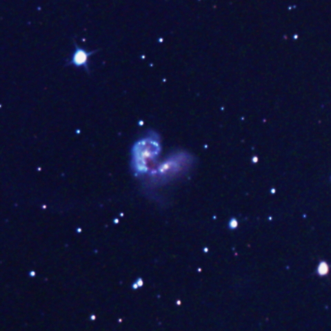 ARP244