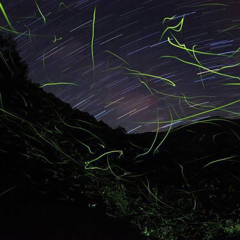 さそり座と蛍の舞