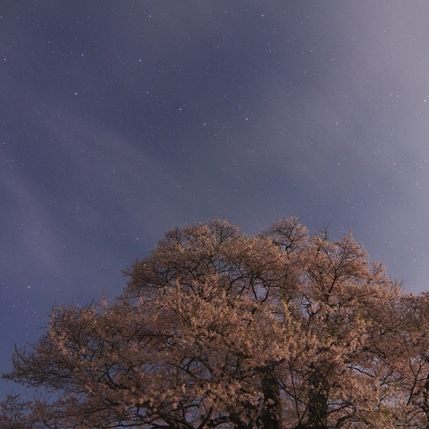 醍醐桜と柄杓星