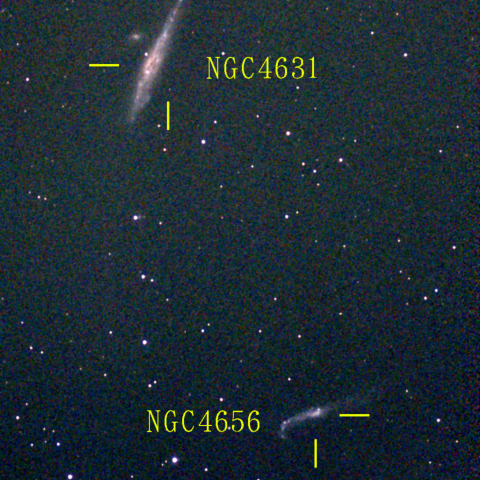 夜空は宝石箱(クジラ銀河 NGC4631) Seestar50