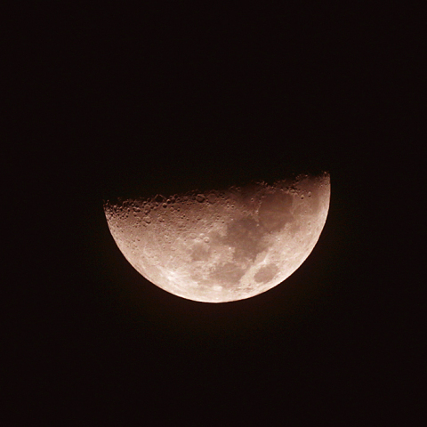 上弦の月(月齢7.7)