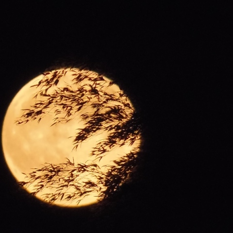 スーパームーンとかぐや姫