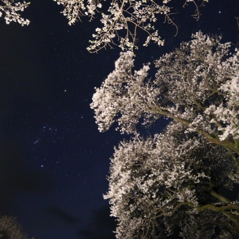 桜とオリオン座