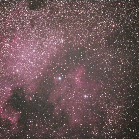 北アメリカ　ペリカン