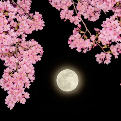 花月夜（2月の満月）