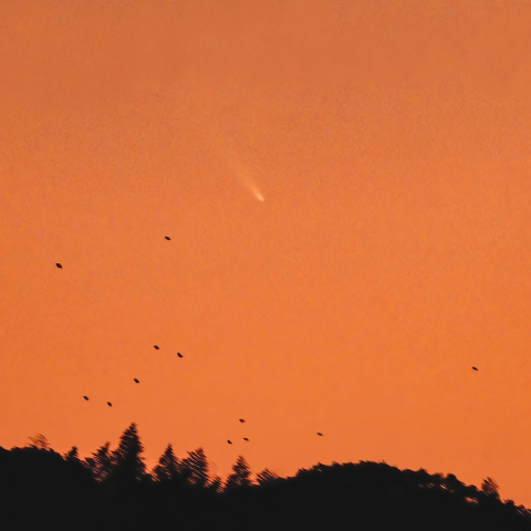 鳥の群れとアトラス彗星 (C/2024 G3) 
