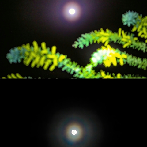ミモザと花粉月光環（ワームムーン）