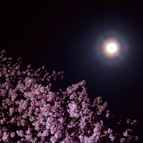花粉月光環と河津桜