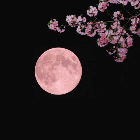 ピンクムーン