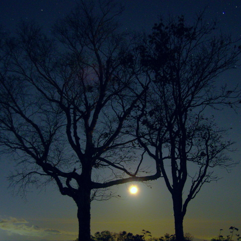 樹間に沈む月と土星