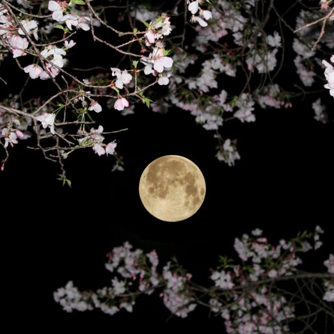 三月の満月