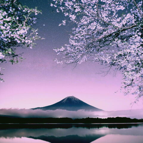 夜桜に富士図