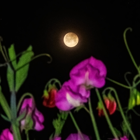 フラワームーン（半影月食）