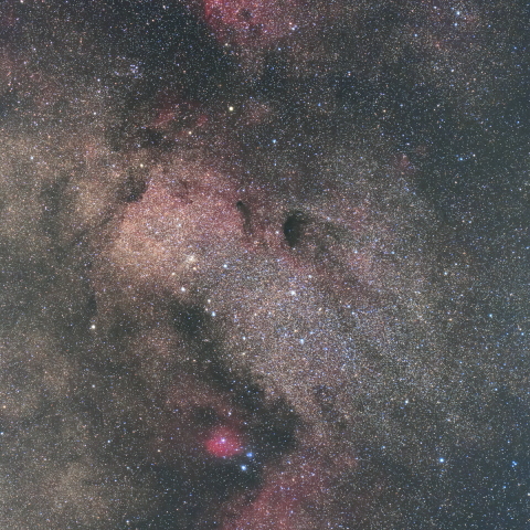 バンビの横顔・M17