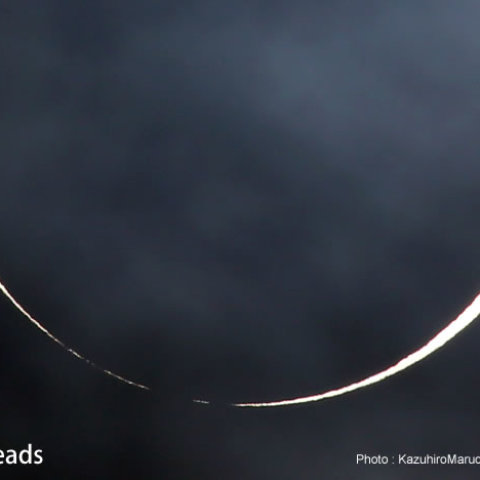 ベイリー・ビーズ（Baily's beads）