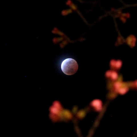 長岡蕾桜と皆既月食