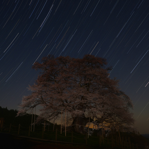 月明かりに浮かぶ醍醐桜