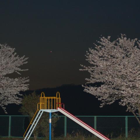 金星と水星の接近と桜