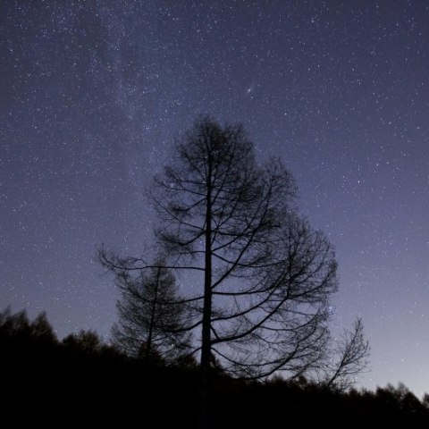 一本の樹と秋の銀河