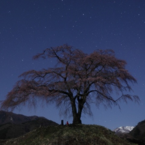 上発知の枝垂れ桜と星空