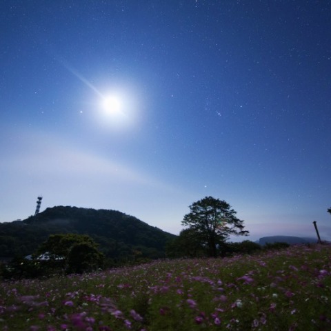 月夜のコスモス