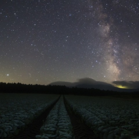 キャベツ畑と天の川