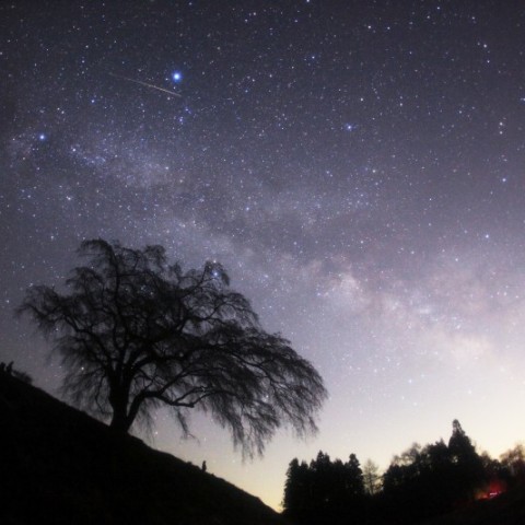 上発知の枝垂れ桜と夏の大三角～さそり座の銀河・流星