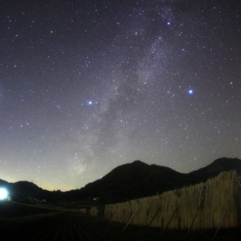 田んぼのはさ掛けと夏の大三角