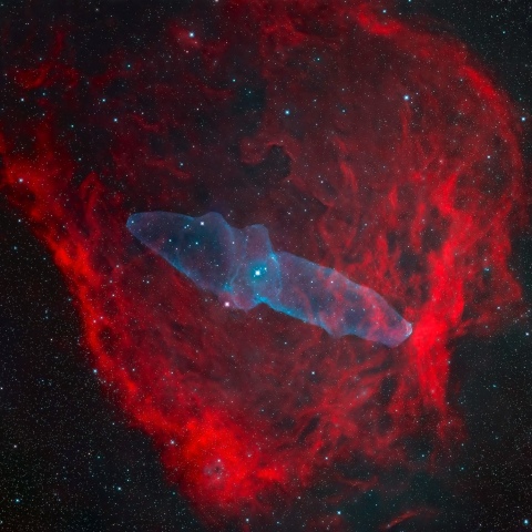 Sh2-129   (🦑星雲 ・ 🦇星雲)