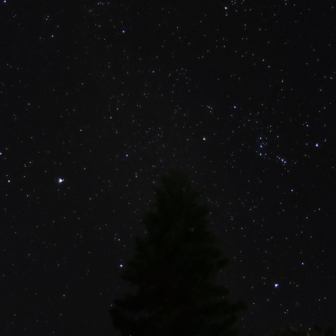 クリスマスツリー