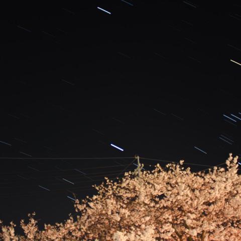 桜と冬の大三角