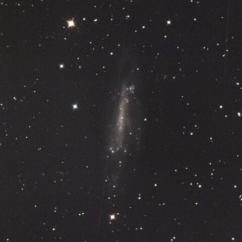 NGC4236 りゅう座