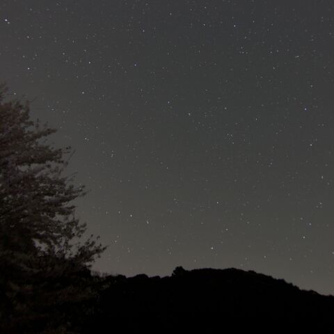 桜と北斗七星・麦星