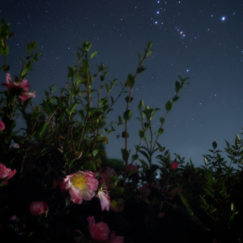山茶花とオリオン座