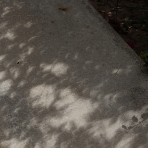 三ケ月の木漏れ日