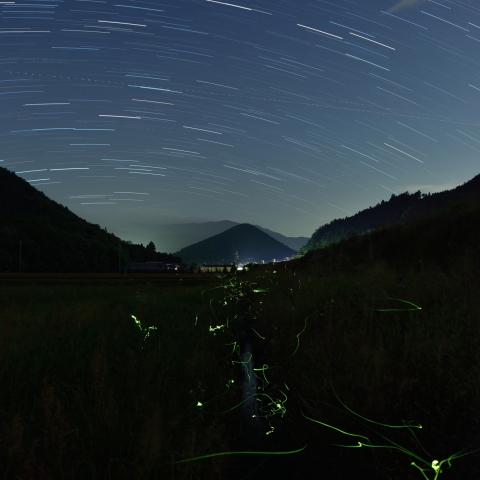 星空の下で舞うホタル