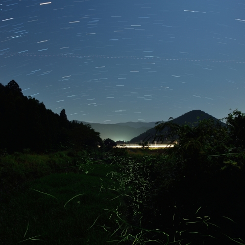 星空の下で舞うホタル2