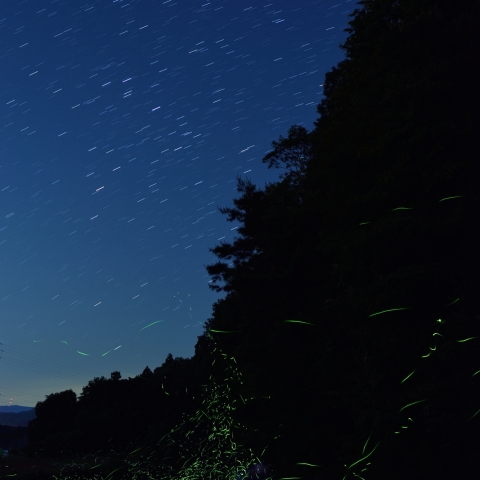 星空とホタルの競演