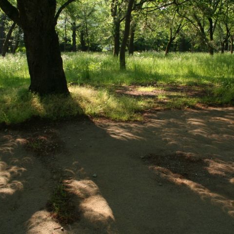 木漏れ日のカチューシャ日食