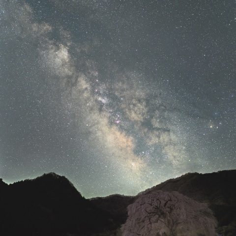 天の川とシダレ桜