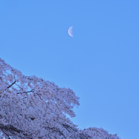 しだれ桜と昼間の月